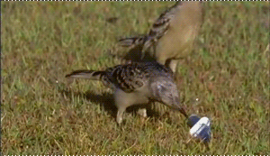 Acid Gifdump, September 06, 2013 (25 gifs)