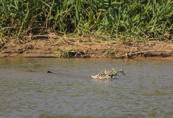 Jaguar Hunts for a Crocodile (10 pics)