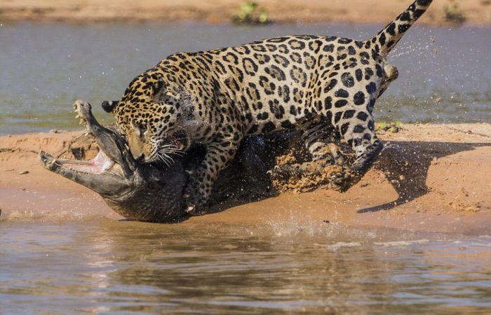 Jaguar Hunts for a Crocodile (10 pics)