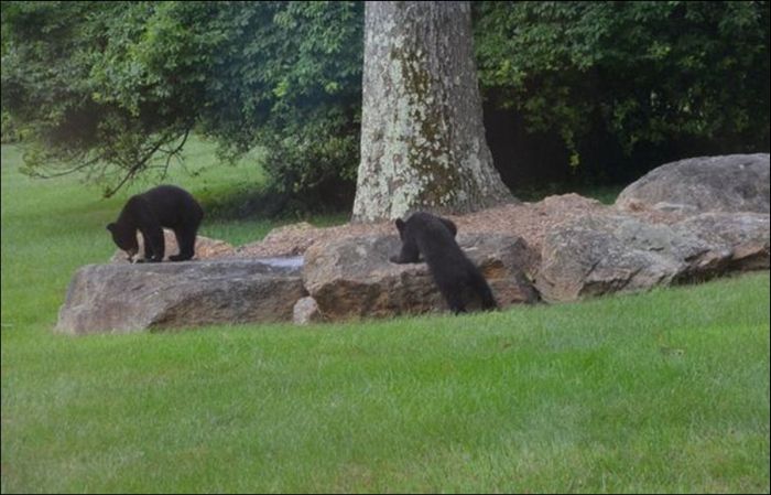 Bear Cubs Play on a Slide (5 pics)