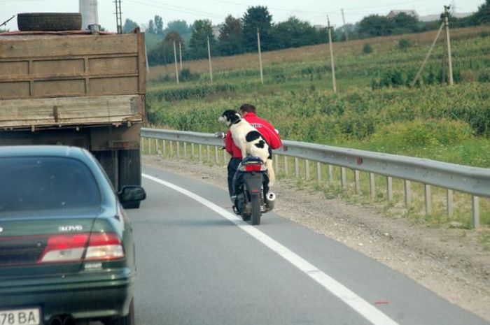 Funny and Odd Things Spotted on the Road (87 pics)