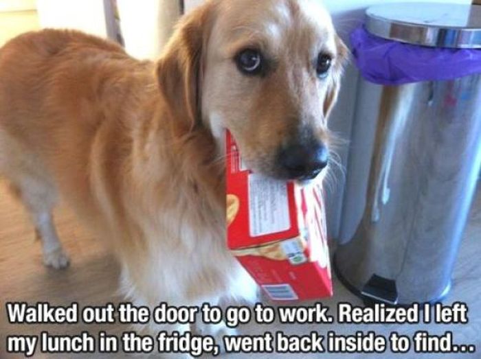 Funny Dog Pictures (21 pics)