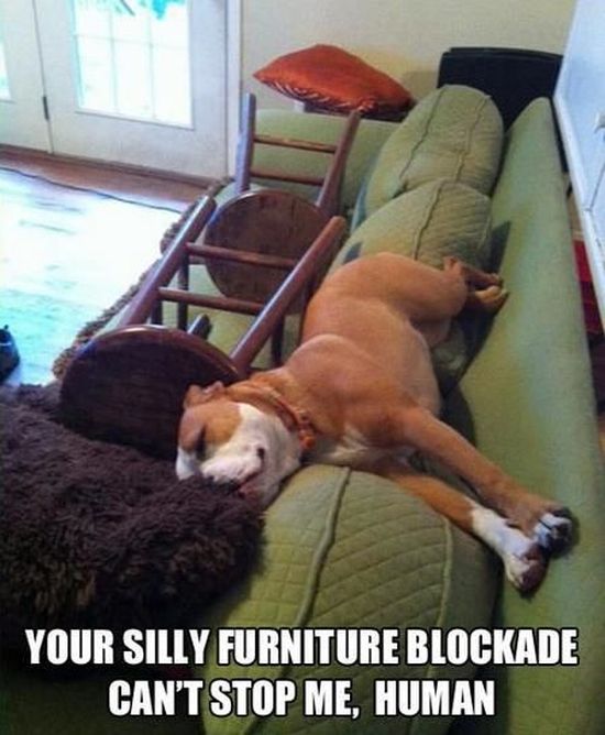 Funny Dog Pictures (21 pics)