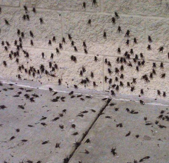 Cricket Swarm Invades Oklahoma City (15 pics + video)