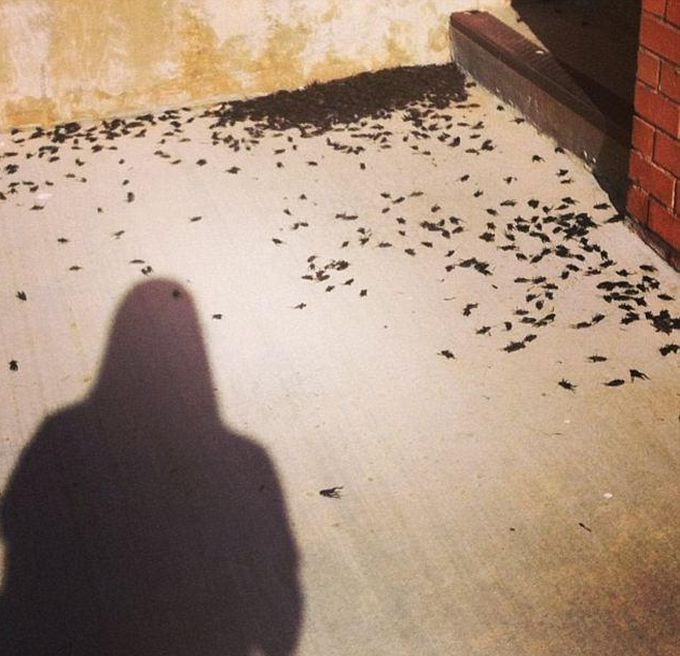Cricket Swarm Invades Oklahoma City (15 pics + video)