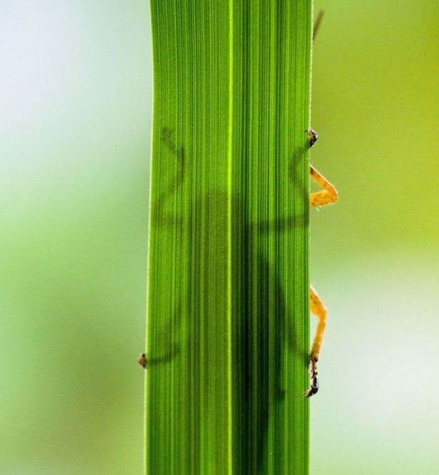 Eating Grasshopper (5 pics)