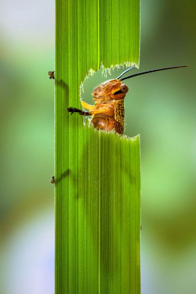 Eating Grasshopper (5 pics)