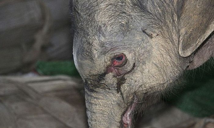 Baby Elephant Cried for Five Hours (3 pics)