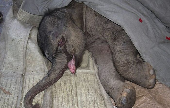 Baby Elephant Cried for Five Hours (3 pics)