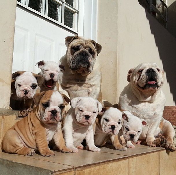 Very Cute Bulldog Puppies (40 pics)