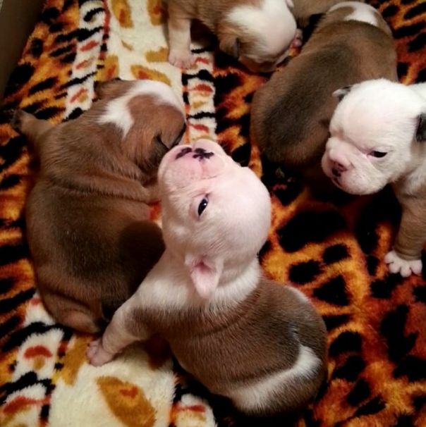 Very Cute Bulldog Puppies (40 pics)