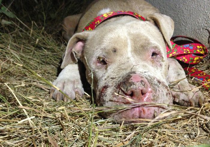 Rescued Pit Bull (13 pics)