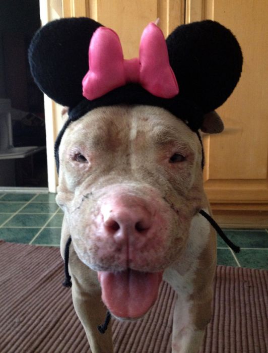 Rescued Pit Bull (13 pics)