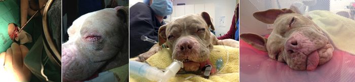 Rescued Pit Bull (13 pics)