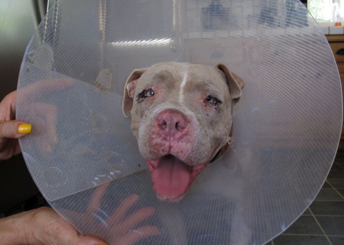 Rescued Pit Bull (13 pics)