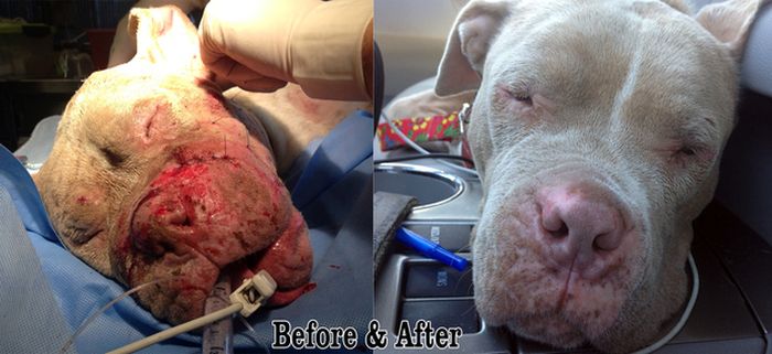 Rescued Pit Bull (13 pics)