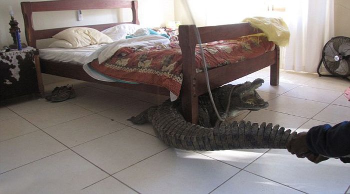 Crocodile Under the Bed (9 pics)