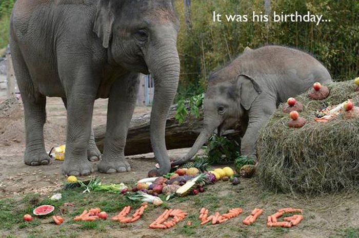 This Is What Happiness Looks Like (37 pics)