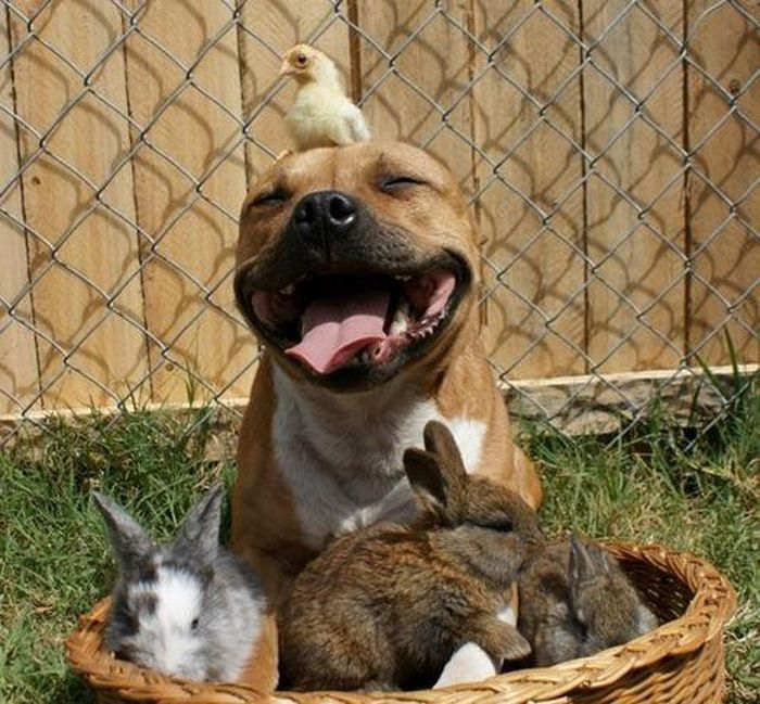This Is What Happiness Looks Like (37 pics)