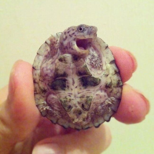 This Is What Happiness Looks Like (37 pics)