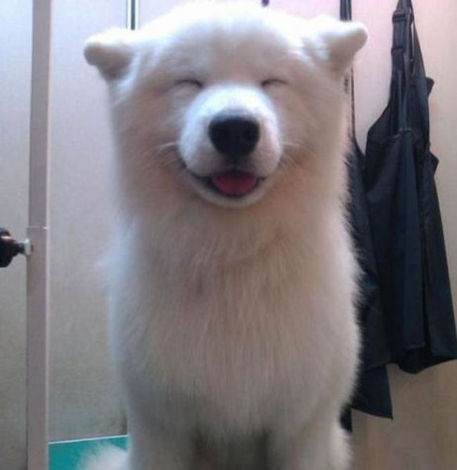 This Is What Happiness Looks Like (37 pics)