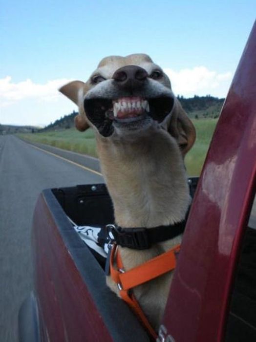 This Is What Happiness Looks Like (37 pics)