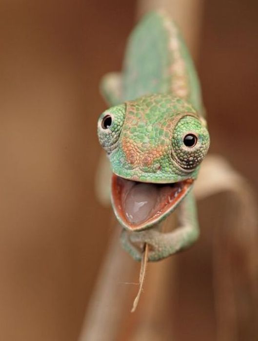 This Is What Happiness Looks Like (37 pics)