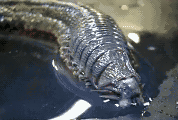Acid Gifdump, September 19, 2013 (25 gifs)