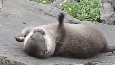 Acid Gifdump, September 19, 2013 (25 gifs)
