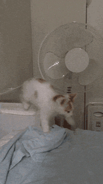 Acid Gifdump, September 19, 2013 (25 gifs)