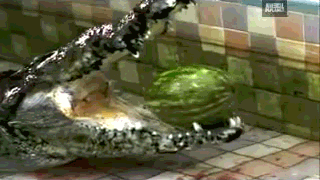Acid Gifdump, September 19, 2013 (25 gifs)