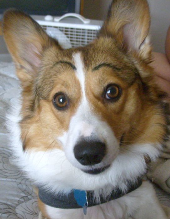 Dogs with Eyebrows (27 pics)