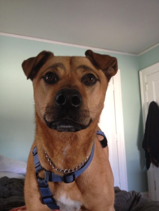 Dogs with Eyebrows (27 pics)