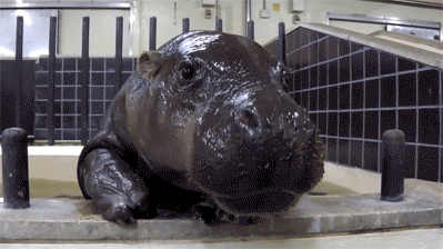 Acid Gifdump, September 20, 2013 (25 gifs)
