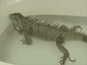 Acid Gifdump, September 20, 2013 (25 gifs)