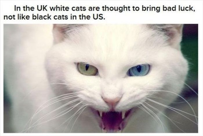 Halloween Facts (30 pics)