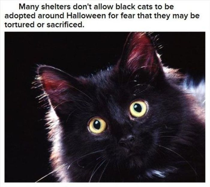 Halloween Facts (30 pics)
