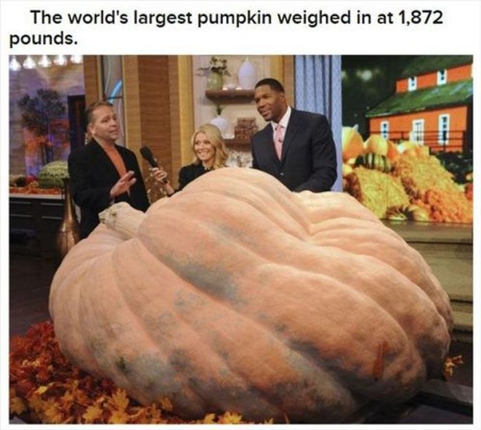 Halloween Facts (30 pics)