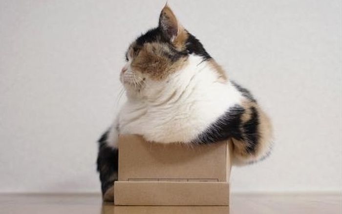 Cats In Boxes (24 pics)