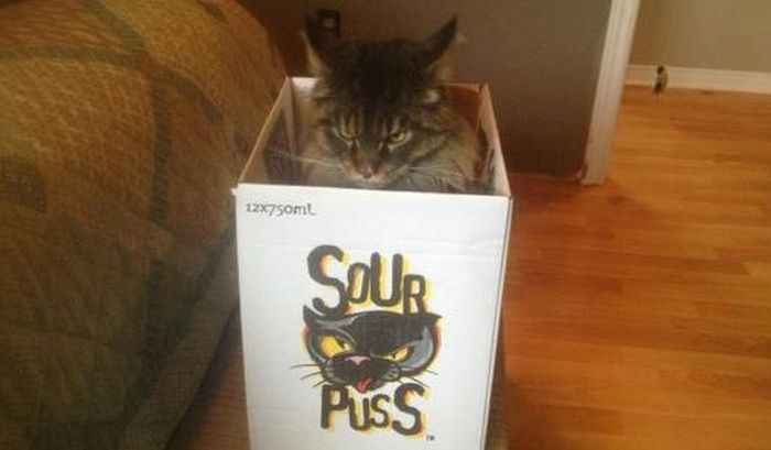 Cats In Boxes (24 pics)