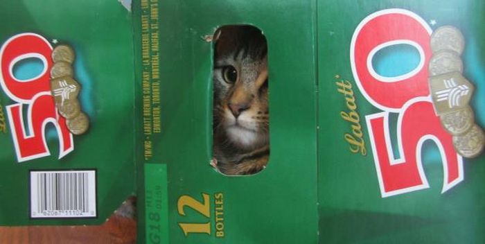 Cats In Boxes (24 pics)