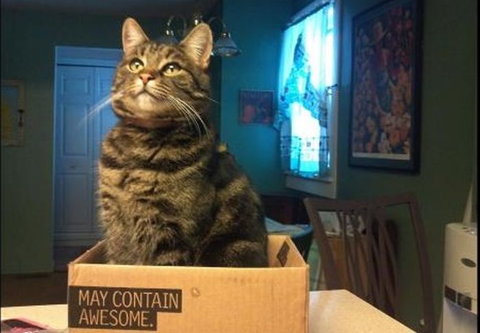 Cats In Boxes (24 pics)