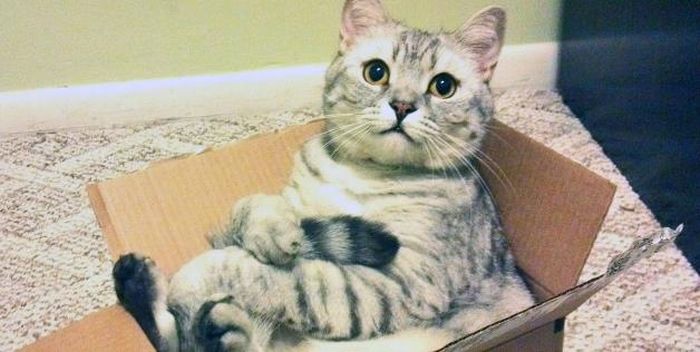 Cats In Boxes (24 pics)