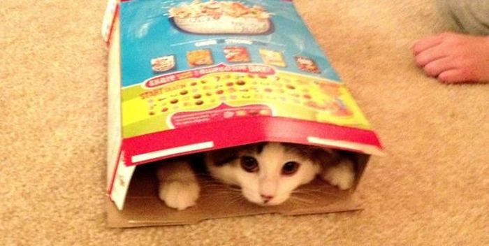 Cats In Boxes (24 pics)