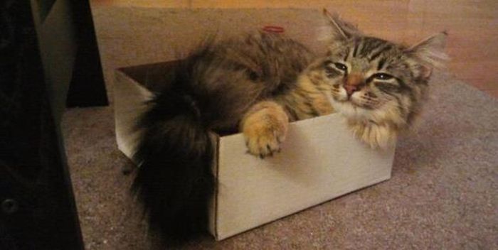 Cats In Boxes (24 pics)