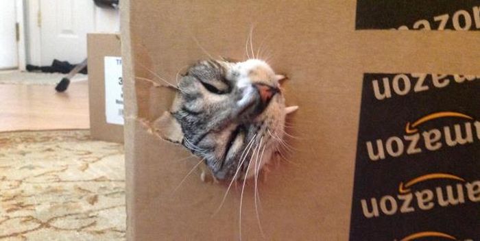 Cats In Boxes (24 pics)