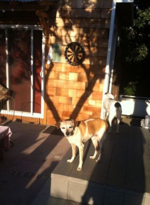 Photobombs. Part 35 (52 pics)