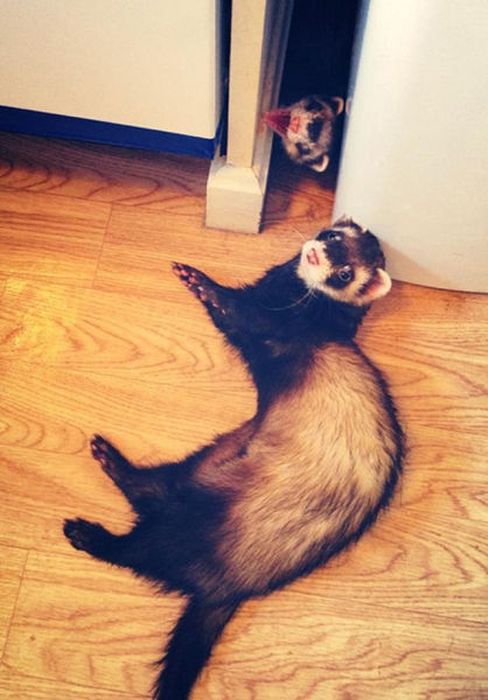 Photobombs. Part 35 (52 pics)