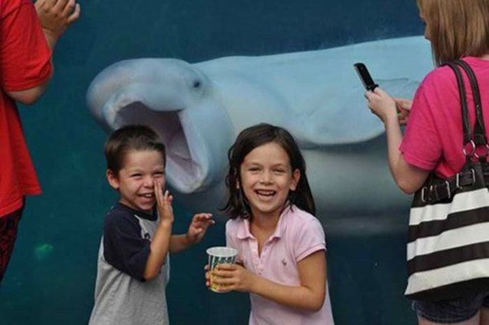 Photobombs. Part 35 (52 pics)