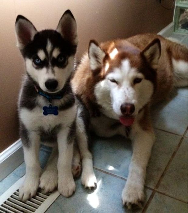 Photobombs. Part 35 (52 pics)